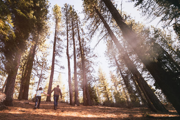 istock Child and parent explore a forest with beautiful, tall trees 1311557513