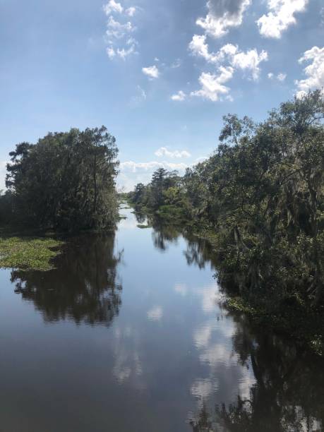 istock Louisiana Swampland 1311557810