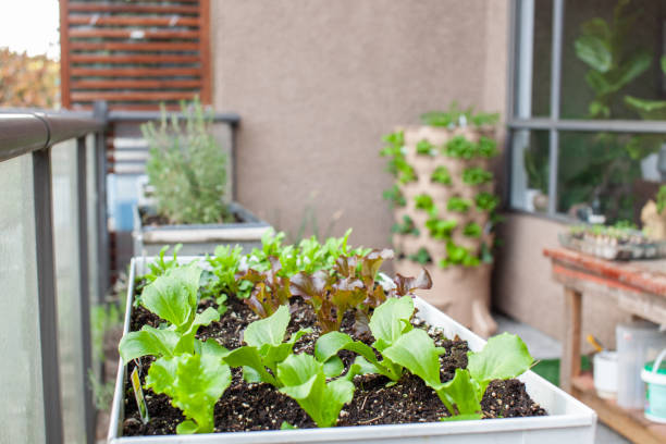 An apartment patio garden, with small lettuces in a planter and a tower garden stock photo