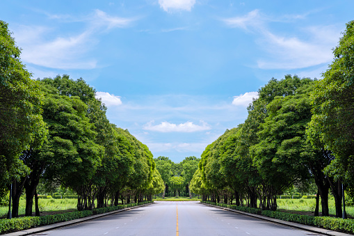 Long road with green grass and trees and background blue sky with white clouds. Long road in green field