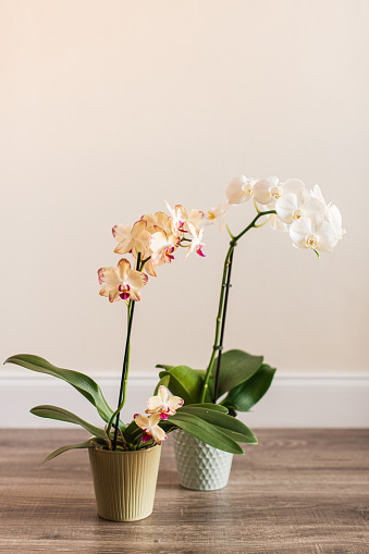 Purple & White Orchid Plants with a Neutral Cream-Colored Background.