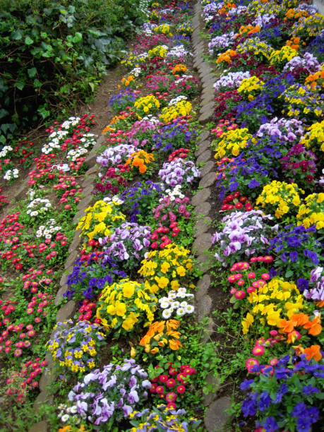 istock Colorful violas in the flower bed. 1311562836