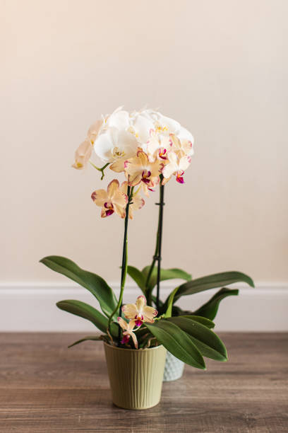 Purple & White Orchid Plants with a Neutral Cream-Colored Background.