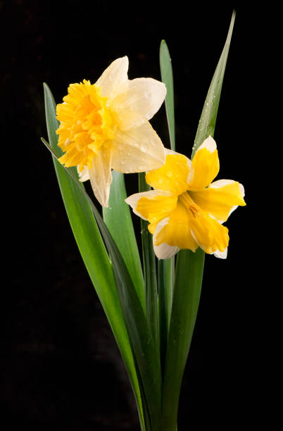 istock flowers of daffodils on a black background 1311565294
