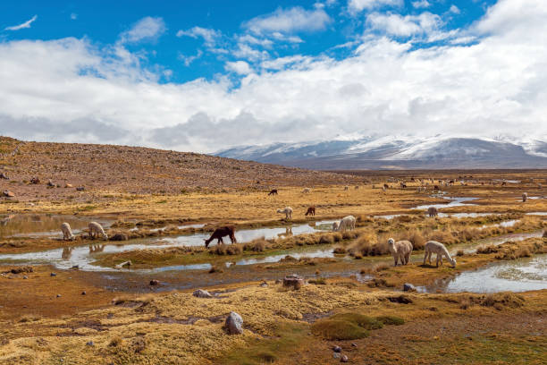 istock Alpacas grazing in the Altiplano, Peru 1311567714