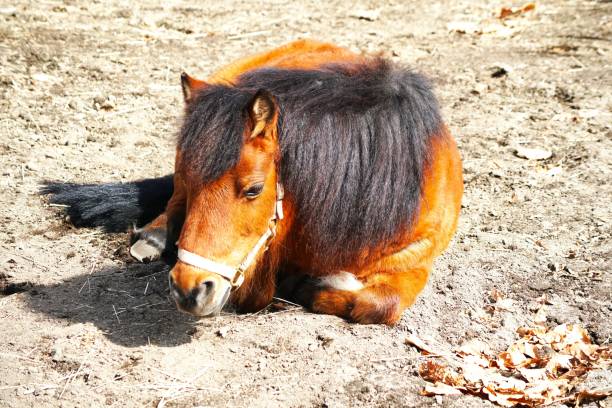 istock Cute horses on the ranch 1311568448