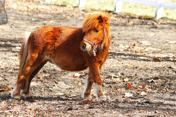 istock Cute horses on the ranch 1311569885