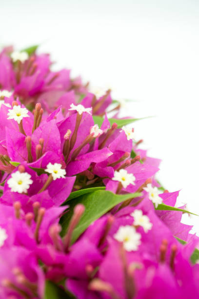 Pink Bougainvillea flower on white background.