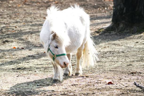 istock Cute horses on the ranch 1311569990