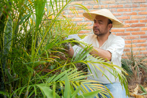 istock Man gardening at home 1311570771