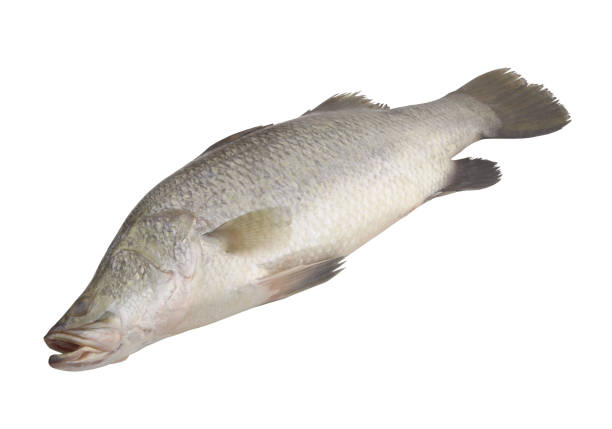 istock Barramundi or seabass fish isolated on white 1311570865