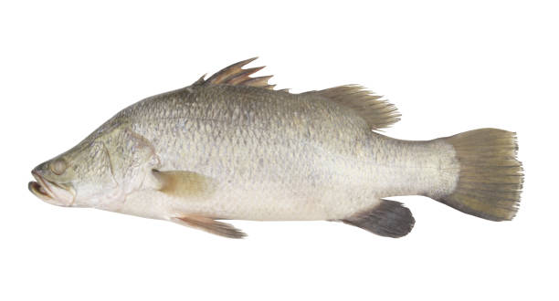 istock Barramundi or seabass fish isolated on white 1311570877
