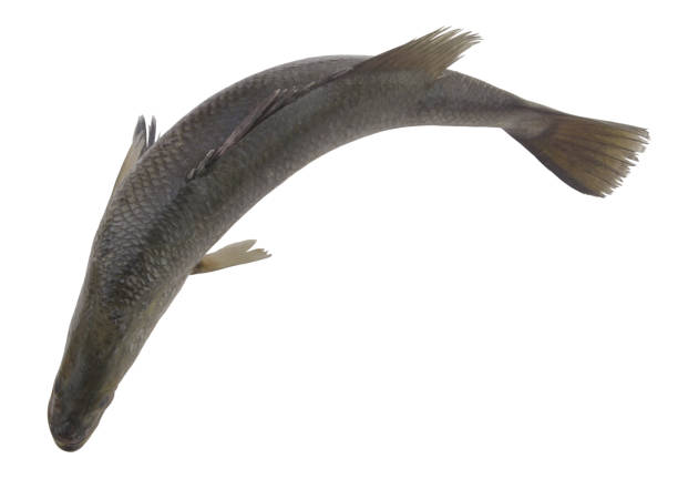 istock Barramundi or seabass fish isolated on white 1311570878