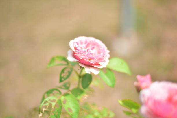 Close up rose flowers on plants.