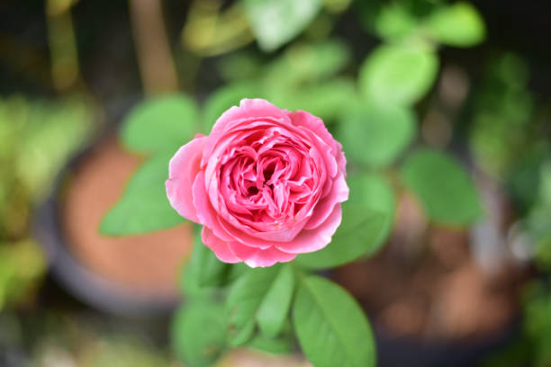 istock Close up rose flowers on plants. 1311573642