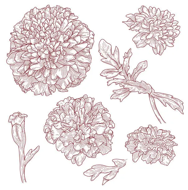 Vector illustration of Line Artwork Marigold Flowers