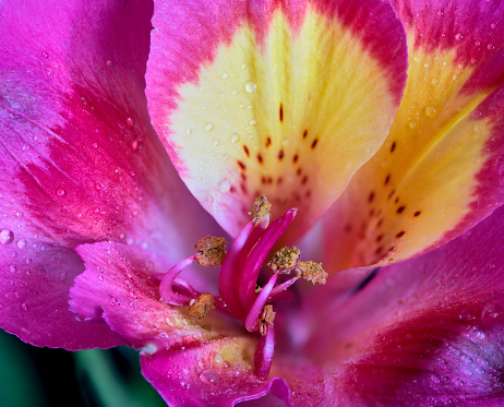 Inside of a pink yellow tulip head with blue stamens full of grains of pollen. Extreme close-up with shallow DOF.
