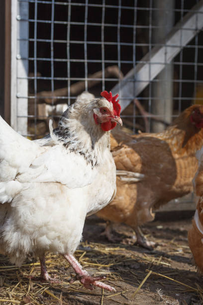 istock White and red chickens for a walk in early spring on a home farm. 1311575793