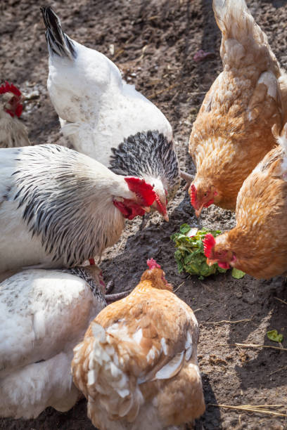 istock White and red chickens for a walk in early spring on a home farm. 1311575798