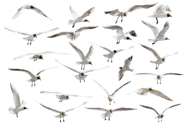 istock twenty three flying black head isolated gulls photo 1311577579