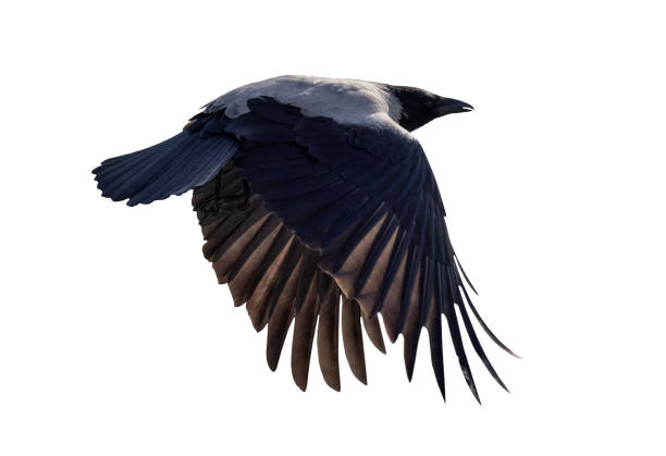 istock isolated on white large crow with black wings 1311577580