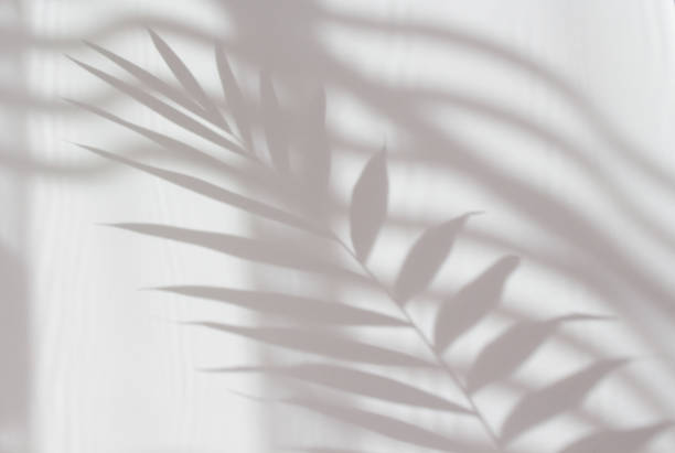 istock Abstract white shadow of a palm leaf on a white wall. Background with empty copy space for your design. Monochrome and minimalistic background with sunlight 1311578214