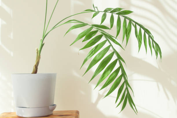 istock Indoor palm tree in a sunny room with a beautiful interior made from natural materials. decorative palm tree in a blue pot, hard shadows on the wall by the window in the morning in the room 1311578233