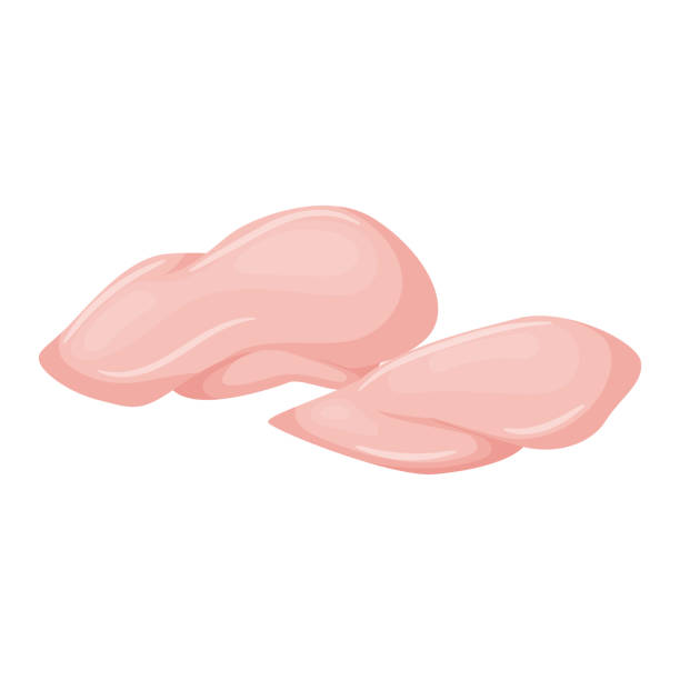 ilustrações, clipart, desenhos animados e ícones de peito de frango. carne crua. um ingrediente alimentar. um produto de origem animal. uma ilustração plana de vetor de desenho animado isolada em um fundo branco. - skinless chicken breast