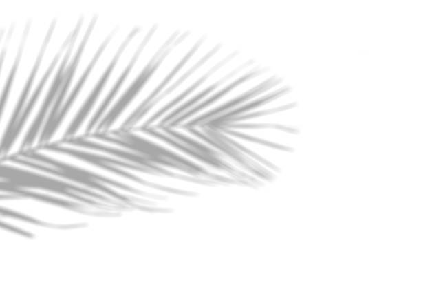 istock Shadow overlay effect for photo. Blurred shadows from palm leaves and tropical branches on a white wall in sunlight. 1311583944