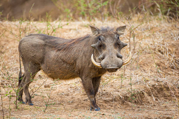 A Desert Warthog. Taken in Samburu national reserve, Kenya