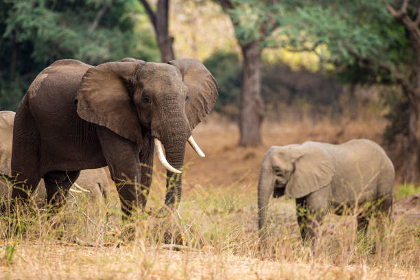 istock Elephant herd walking through the Zimbabwean Woodlands 1311584000