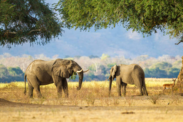 istock Elephants feeding beneath the Anna Trees in Mana Pools 1311584002