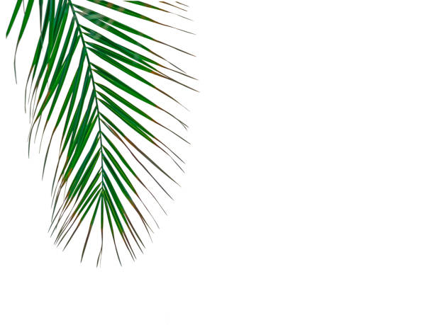 istock Palm leaves background. Tropical palm leaves on an empty colored background. Summer, tropics, sun, vacation concept 1311584061