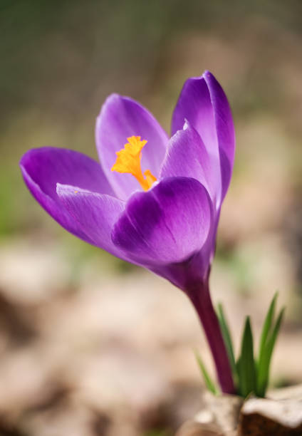 istock One purple crocus vernus flower bloomed in spring in April 1311584876