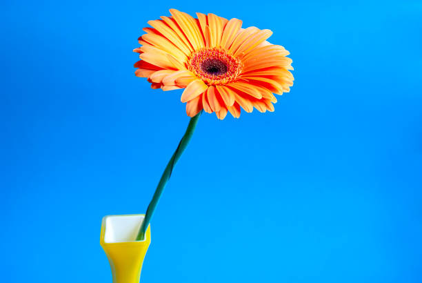 istock Gerber in a yellow glass vase on an isolated blue background. 1311585024