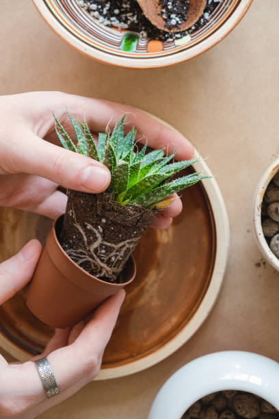 istock Transplanting house plants, home related hobby. 1311585053