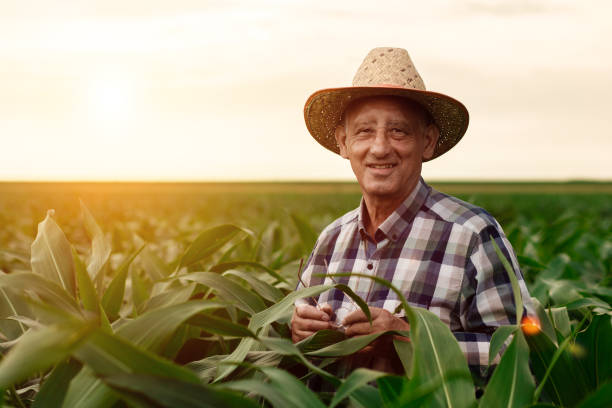 Senior farmer standing in corn field examining crop. Senior farmer standing in corn field examining crop. field workers stock pictures, royalty-free photos & images