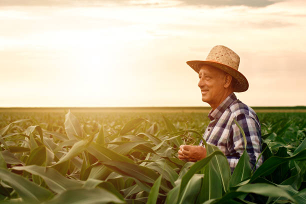 istock Senior farmer standing in corn field examining crop. 1311585703