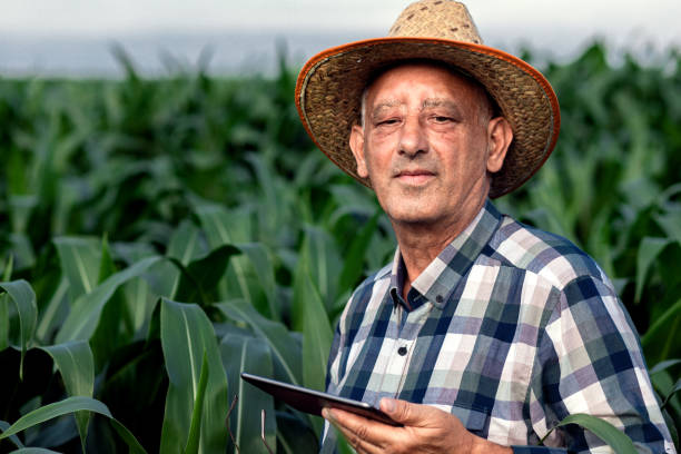 istock Senior farmer standing in corn field with tablet in his hands and examining crop. 1311585792