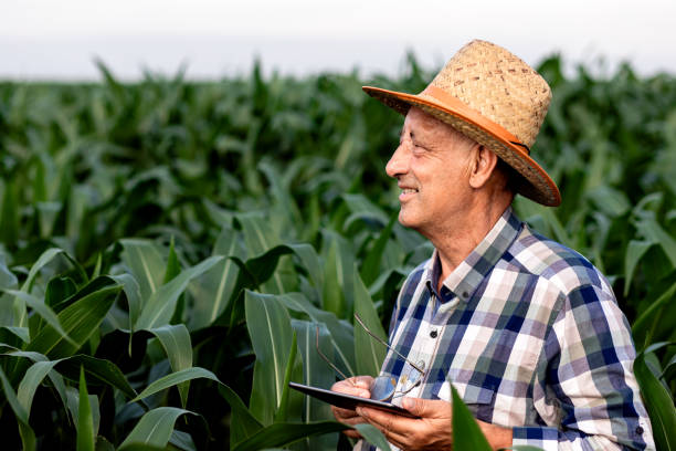 istock Senior farmer standing in corn field with tablet in his hands and examining crop. 1311585911