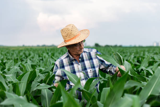 istock Senior farmer standing in corn field examining crop. 1311585953