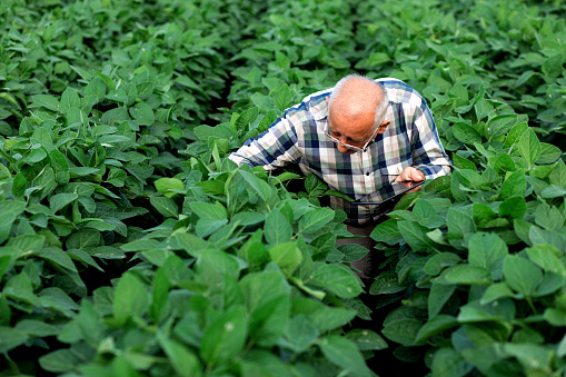 Senior farmer standing in soybean field with tablet examining crop.