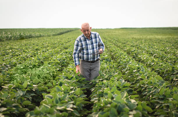 istock Senior farmer standing in soybean field with tablet examining crop. 1311586058