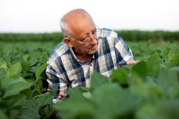 istock Senior farmer standing in soybean field with tablet examining crop. 1311586059