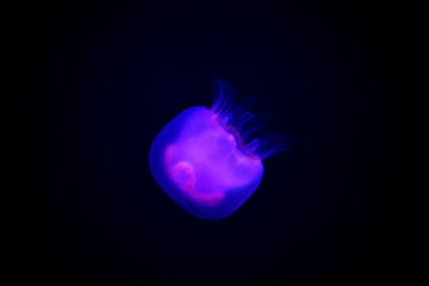 istock Jellyfish in the mysterious world 1311586645