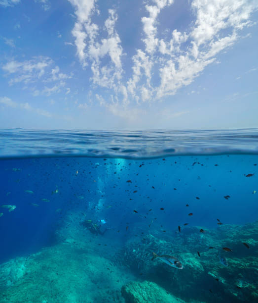 istock Seascape Mediterranean sea fish with scuba divers 1311586721