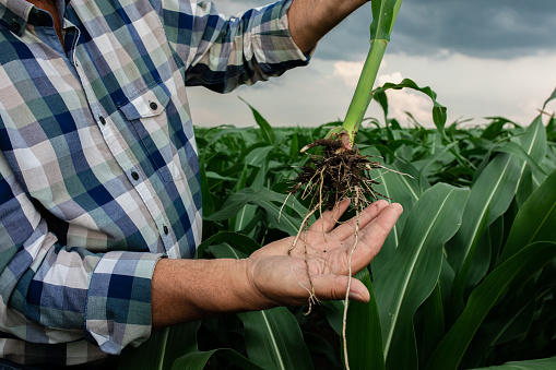 Senior farmer standing in corn field examining crop root in his hands.