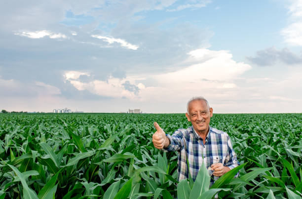 istock Senior farmer standing in corn field showing thumbs up. 1311586820