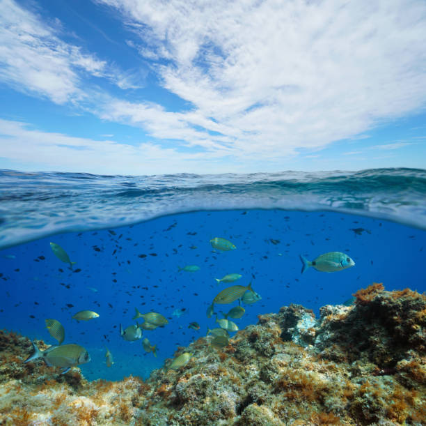 istock Seascape Mediterranean sea fish underwater 1311586864