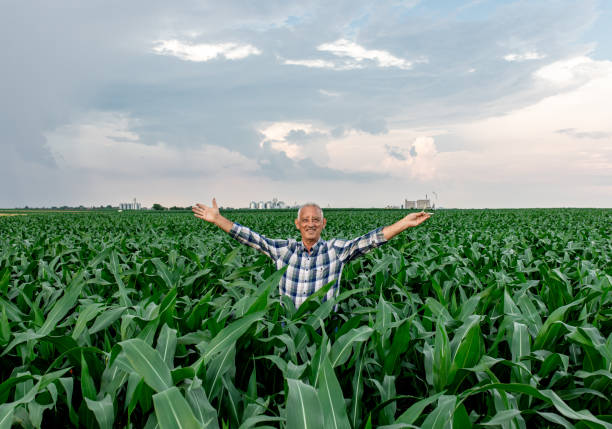 istock Senior farmer standing in corn field with arms outstretched. 1311586991
